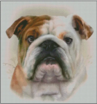 (image for) Bulldog